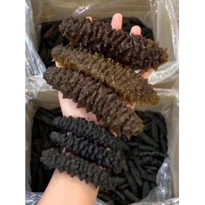 【新西兰仓】海参-澳洲黑刺皇40头左右500克