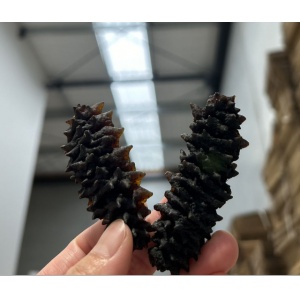 【新西兰仓】海参-澳洲黑刺皇40头左右500克